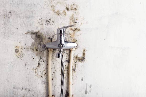 Best Preventive Mold Services in Angola, IN
